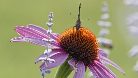 Small-Tortoiseshell-Butterfly-Sipping-Nectar-From-Purple-Coneflower---macro-5