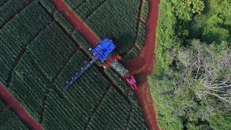 Unrecognizable-workers-working-with-conveyor-belt-and-tractor-in-plantation-fields-during-pineapple-harvest,-Upala-in-Costa-Rica