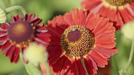 Nahaufnahme-Einer-Roten-Blume