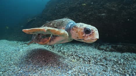 Large-Loggerhead-Turtle-swims-alongside-camera-in-Byron-Bay,-Australia