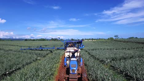 Drone-flying-over-pineapple-harvesting-machinery-in-Costa-Rica-and-men-at-work-in-plantation-fields