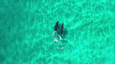 Zwei-Buckelwale,-Eine-Mutter-Und-Ihr-Kalb-Spielen-Im-Seichten,-Kristallklaren-Wasser-Vor-Byron-Bay-In-Australien-3
