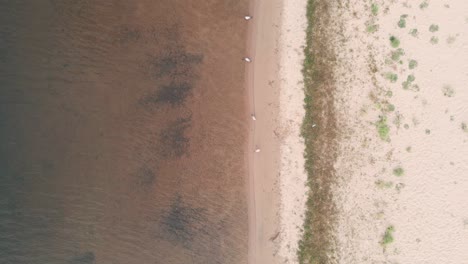 Long-Bird's-eye-view-of-the-sandy-shoreline-at-the-Pavilion-at-Mona-Lake-Park-in-Muskegon,-MI