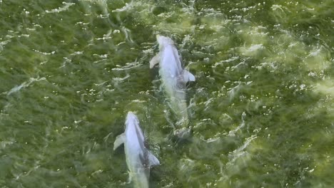 Luftaufnahme-Delfine-Schwimmen-Und-Spielen-Im-Wasser-An-Der-Küste-Von-Florida
