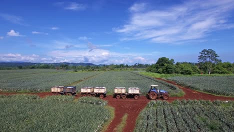 Agricultor-Conduciendo-Tractor-A-Lo-Largo-De-Campos-Verdes-Para-La-Cosecha-De-Piña