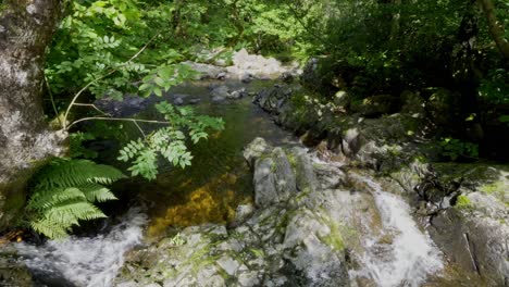 Slow-moving-woodland-stream-with-waterfalls-and-ferns-on-the-riverbank-and-water-flowing-over-the-rocks