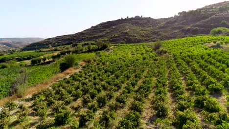 Aerial-drone-sunset-footage-of-vineyards,-rows-of-golden-green-grape-fields-in-Koilani,-Limassol,-Cyprus-2
