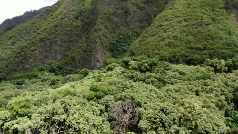 Copas-De-Los-Bosques-Tropicales-En-El-Lado-De-Barlovento-De-Maui