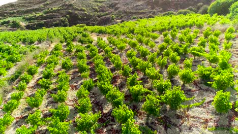Aerial-drone-sunset-footage-of-vineyards,-rows-of-golden-green-grape-fields-in-Koilani,-Limassol,-Cyprus-1
