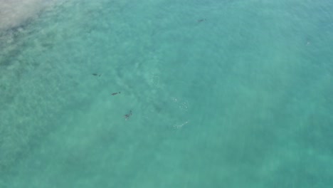 Exotic-Turquoise-Ocean-Water-Habitat-to-Bottlenose-Dolphins,-Wildlife-in-Mexico---Aerial