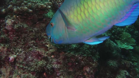 Colorful-parrotfish-eating-algae-off-coral-reef,-close-up