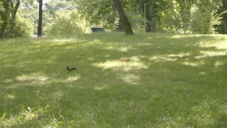 Eichhörnchen-Jagen-Im-Sommer-Im-Grasbewachsenen-Park-Nach-Nahrung
