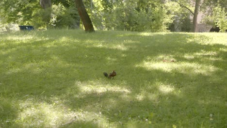 Rote-Eichhörnchen-Auf-Dem-Grasbewachsenen-Park-Im-Sommer