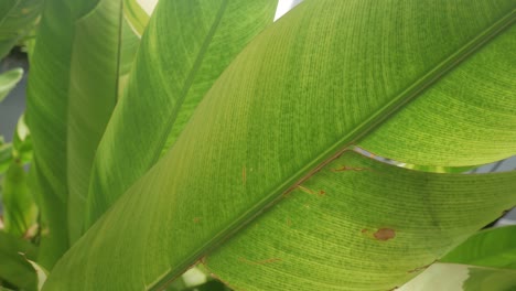 Close-up-view-texture-surface-of-banana-tropical-botanical-tree-leaves-,clump-of-tropical-natural-tree,-for-vacation-hotel-holiday-summer-background
