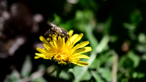 Bee-collecting-pollen-from-yellow-flower-1