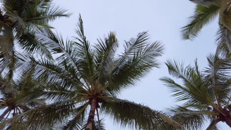 Zeitlupenansicht-Von-Kokospalmen-Gegen-Den-Himmel-In-Der-Nähe-Des-Strandes