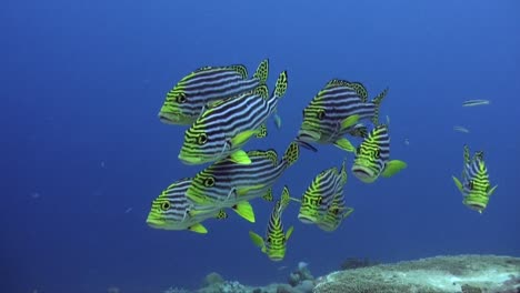 Shoal-yellow-striped-sweetlips-close-up-over-coral-reef-with-blue-ocean-in-background