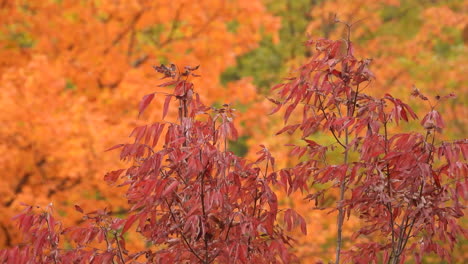 Leuchtendes-Herbstlaub-In-Dichten-Bäumen-Im-Park