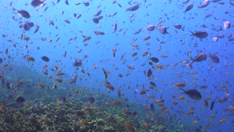 Muchos-Peces-De-Arrecife-Coloridos-Nadando-Sobre-Arrecifes-De-Coral-Tropicales-Con-Mar-Azul-En-El-Fondo