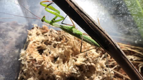 A-female-praying-mantis-sits-under-a-branch,-lying-in-wait-to-catch-prey