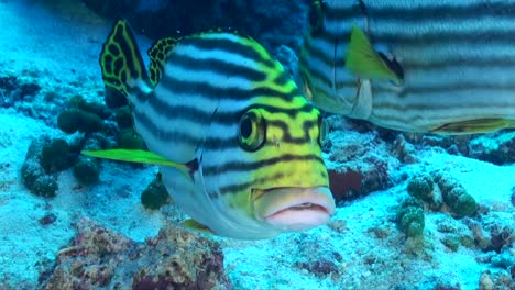 Yellow-striped-sweetlip-super-close-up-swimming-towards-camera