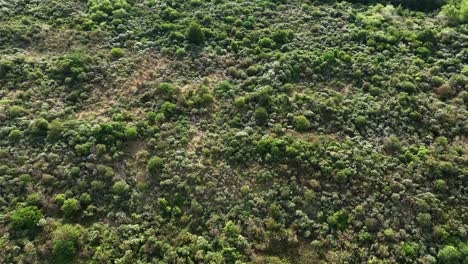 Aerial-view-of-an-overgrown-dune-near-Oostvoorne-in-the-Netherlands