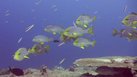 Gelb-Gefütterte-Süßlippen-Schwimmen-über-Tischkorallen-Am-Tropischen-Korallenriff-Auf-Den-Malediven