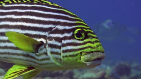 Yellow-lined-sweetlip-super-close-up-on-underwater-cleaning-station