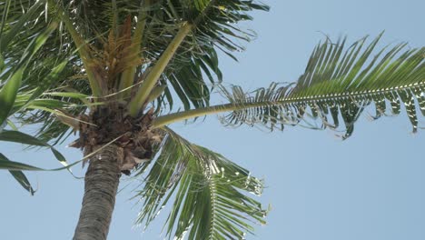 View-of-coconut-palm-trees-against-sky-near-beach-on-the-tropical-island-3