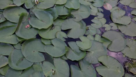 Camera-is-moving-above-the-water-lilies-in-the-pond