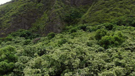 Regenwalddach,-Das-Sich-Auf-Der-Luvseite-Von-Maui-Hin-Und-Her-Bewegt