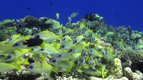 Gemeinsame-Bluestripe-Snapper-Hautnah-Am-Korallenriff-Auf-Den-Malediven