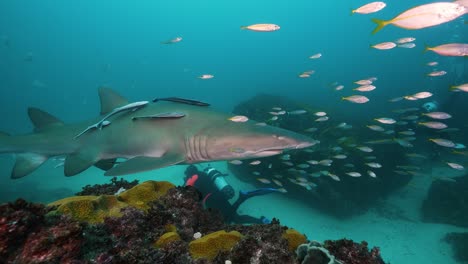 Large-Grey-Nurse-Shark-slowly-swims-past-male-scuba-diver