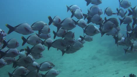 Big-school-of-fish-underwater---scuba-diving-in-tropical-waters-of-Mozambique