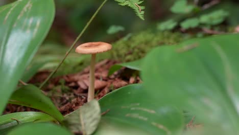 Close-up-of-a-brown-flat-top-mushroom-growing-in-on-the-forest-floor,-perfect-for-forging