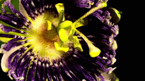 Passionsblume-Blüht.-Lebendige-Farbe-Und-Detailzeitraffer,-Nahaufnahme-Makro-Detailansicht