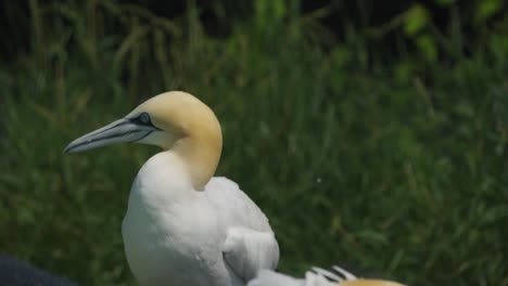 Northern-gannet-sea-bird-group-resting-on-grass-meadow-by-water,-handheld,-day