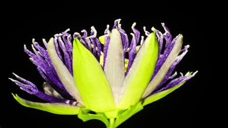 Passion-Flower-blooming