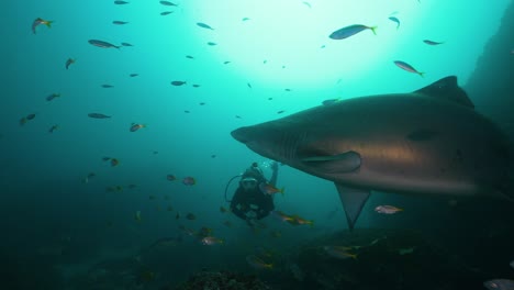 Large-Grey-Nurse-Shark-and-female-scuba-diver-interact-and-swim-towards-camera