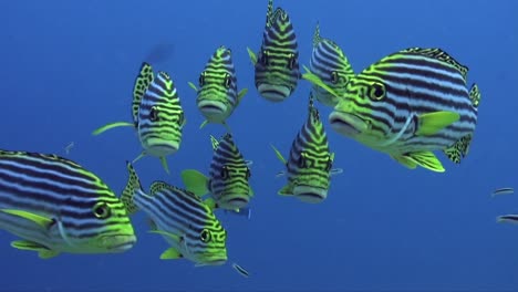 Yellow-striped-sweetlips-close-up-from-front-swimming-towards-camera-in-blue-ocean