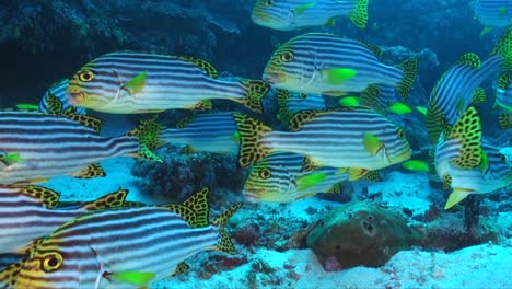 Muchos-Labios-Dulces-De-Rayas-Amarillas-Se-Acercan-A-Los-Arrecifes-De-Coral-Tropicales-En-Las-Maldivas