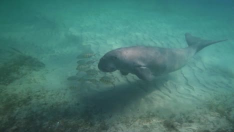 Curious-looking-dugong-swims-along-sandy-bottom-of-ocean,-Mozambique