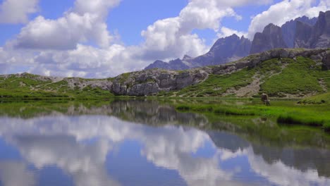 Tracking-shot-of-a-single-cow-grazing-by-the-banks-of-a-beautiful-blue-mountain-lake-reflecting-clouds-in-the-Italian-Dolomites