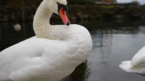 A-swan-scratches-its-side-with-white-feathers-on-the-edge-of-lake-leman-in-a-port