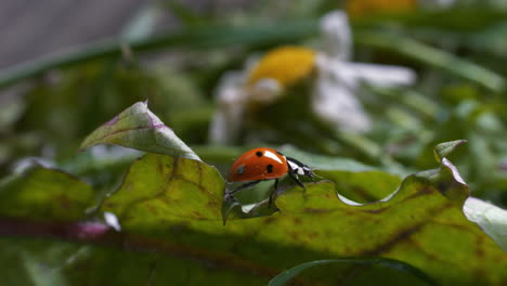 Macro-detail-closeup-of-ladybug-crawling-across-edge-of-green-dandelion-leaf