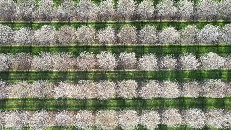 Jedes-Frühjahr-Mitte-Mai-Stehen-Die-Kirschplantagen-In-Door-County,-Wisconsin,-In-Voller-Blüte-6