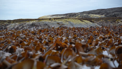 Kelp-forest-swings-in-the-waves-in-low-tide-2
