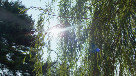 Early-morning-sun-peaking-through-the-leaves-of-a-willow-tree