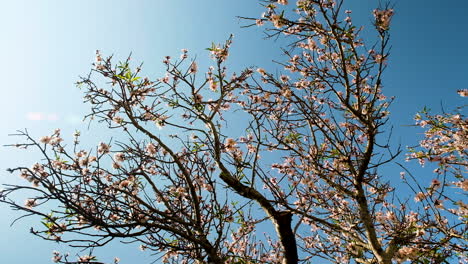Apricot-tree-blossoms-and-young-leaf-growth-in-springtime-against-blue-sky