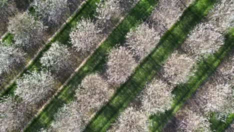 Jedes-Frühjahr-Mitte-Mai-Stehen-Die-Kirschplantagen-In-Door-County,-Wisconsin,-In-Voller-Blüte-5